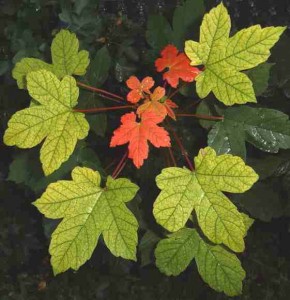 green_leaves